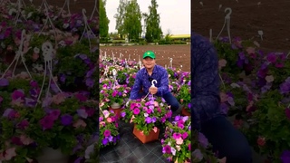 Кто сказал, что кустовая #петуния плохо выглядит в подвесном #кашпо...