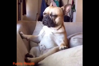 Позитивный ролик с животными /  Positive movie with animals /  Película positiva con los animales