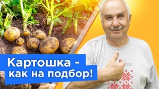 НЕ СПЕШИТЕ КОПАТЬ! КАРТОФЕЛЯ БУДЕТ В 2 РАЗА БОЛЬШЕ, если сделать эти нехитрые работы сейчас