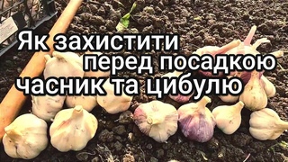 Чим обробити цибулю та часник перед посадкою на зиму