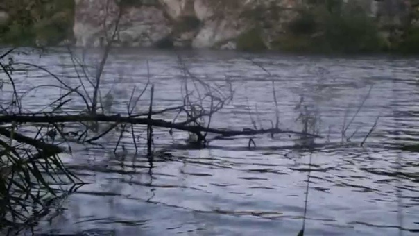 Forest in the