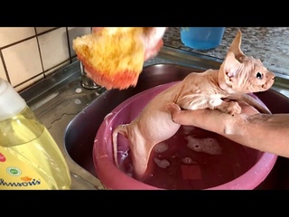 Купаю💦 котёнка Сфинкса🐈Наглядное пособие😊 Bathing a Sphynx kitten