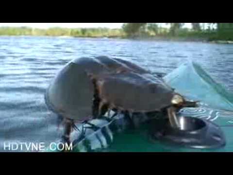 Волга. Симпотичная тварюка