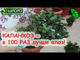 КРЕПКИЕ ВСХОДЫ СЕМЯН БЕЗ ЧЕРНОЙ НОЖКИ И МУШЕК! КАЛАНХОЭ - чудесный помощник в огороде!