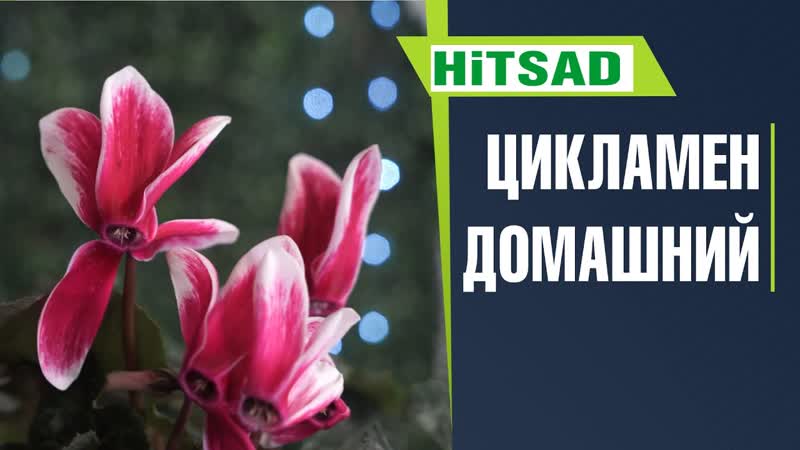 Цикламен правильный уход в домашних