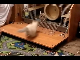 ШИНШИЛЛА VS КОТЕНКА, ВАШИ СТАВКИ!! CHINCHILLA battle