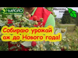 НЕ ОБРЕЗАЙТЕ ОСЕНЬЮ МАЛИНУ, не посмотрев это видео! Как собрать гораздо больше урожая с куста.
