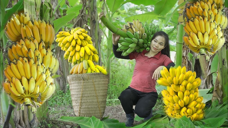 Harvesting BIG BANANA go to Market Sell Bunched Up Longan With Dad, Live In