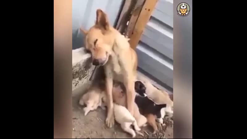 Родительская