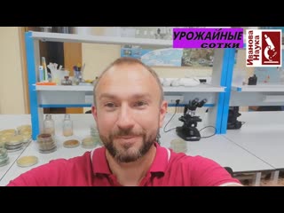 Томат: кладоспориоз или фитофтороз, а может быть фузариоз или бактериоз Разбираемся!
