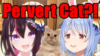 Viewers call Pekora's cat a Pervert ft. AZKi Hololive | Eng Sub