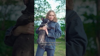 Почему надо запретить купирование хвостов и ушей собакам #собаки #купирование