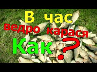 В час ведро карася. И секретным ингредиентом комбикорма. Карась ведро в час как ловить на удочку.