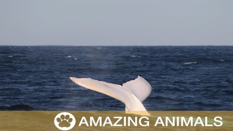 Rare White Whale Migaloo