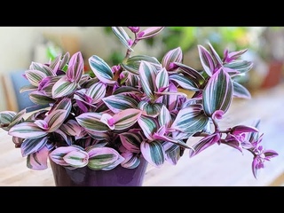 Традесканция – цветение, подкормка и период покоя.