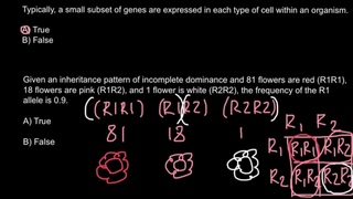 How to calculate allele frequency