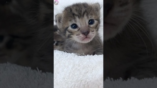 Timelapse Kitten Day 1 - 1 Year Old Cute #kucing #kucinglucu #kitten #suaraanakkucing
