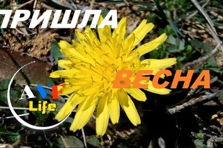 Весна / Природа Севастополя / Макро съёмка