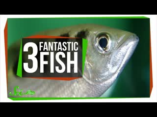 3 Things Fish Shouldn't Be Able to Do
