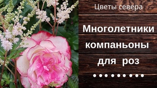 Многолетники компаньоны для роз