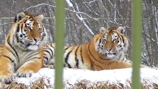 Разговорчивые тигры общаются с посетителями🐯🐾 ПАРК ЗЕМЛЯ ПРАЙДА 🌿