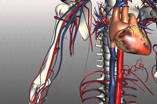 Veins of the body - PART 1 - Anatomy Tutorial