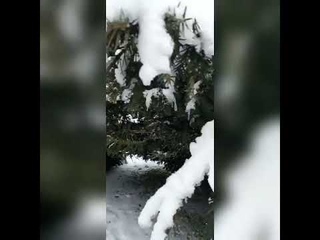 Симферополь   прогулка чудесно зимний сказка морозная погода снежному  Гагаринском парке. 19 01 2022