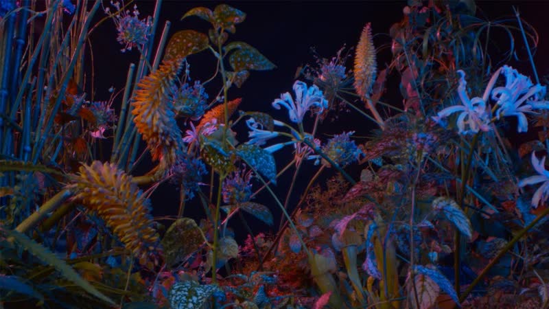 Floating Points Last Bloom ( Official