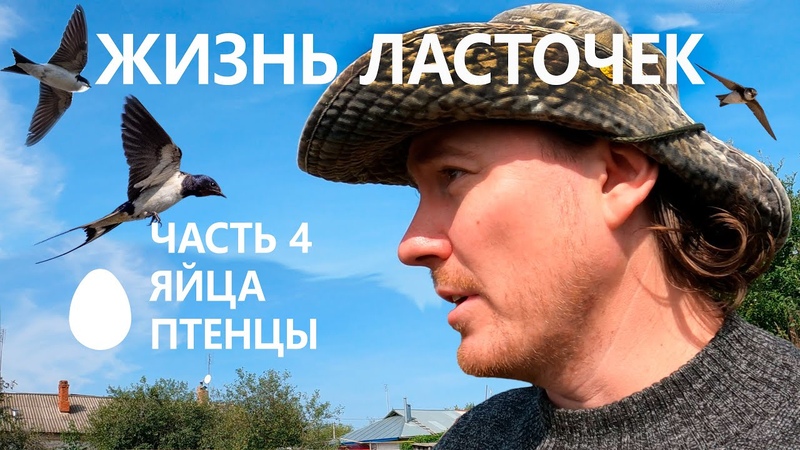 Жизнь ласточек, 4, 5. Яйца. Насиживание.