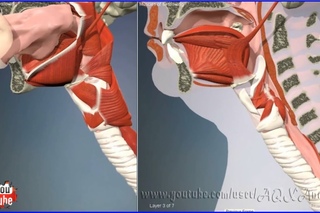 Swallowing Muscles, Throat | 3D Human Anatomy | Organs