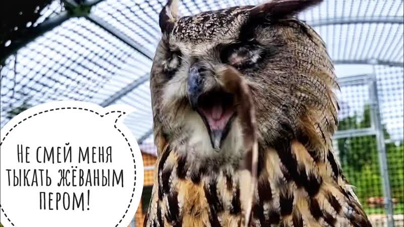 Как мы дошли до шатания совы и вот это вот