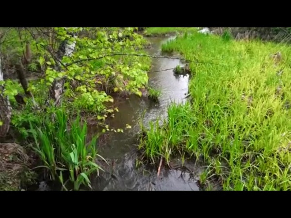 АСМР, лесная речка в непогоду. ASMR, a forest river in bad
