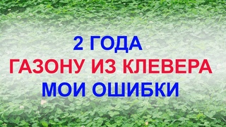 Газон из клевера. 2 года. Мои ошибки