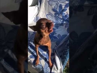 Cutest Howl!!!!