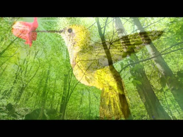 Bird Sounds: One Hour Nature Sounds Music for Meditation and Relax, Massage and Autogenic