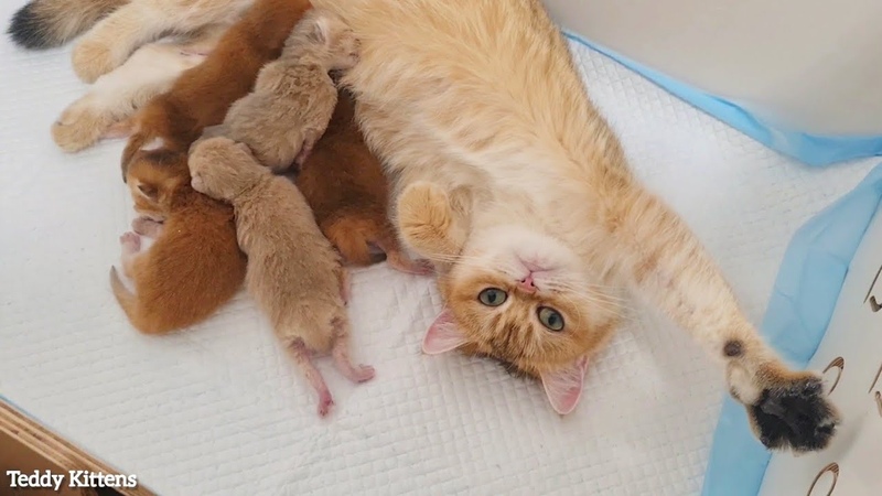 Third day after birth, The happiest cat in the world and her