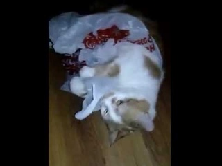 Супер прикол.Кот прячется в пакет.