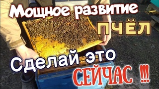 ЭТО НУЖНО сделать СЕЙЧАС чтоб было БЫСТРОЕ РАЗВИТИЕ СЕМЕЙ/ белковая подкормка