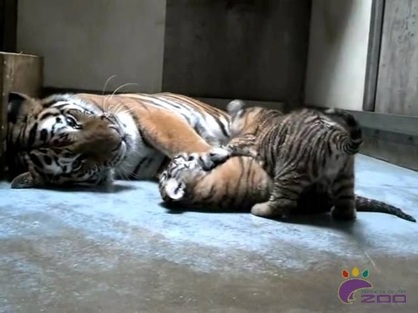 Amur Tiger Cubs at Play: Part