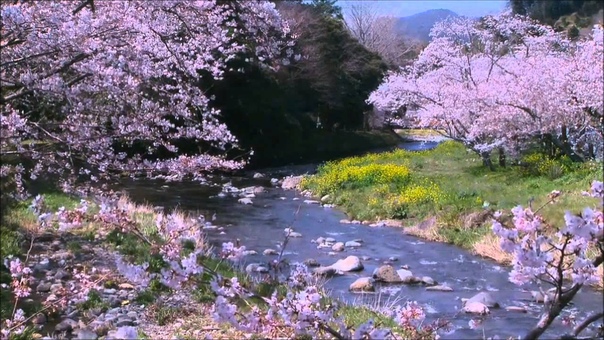 MUSIC BY SRI CHINMOY. FRAGRANCE OF LOVE.