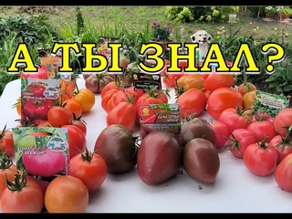 УРОЖАЙ ТОМАТОВ - 2023 Лучшие сорта
