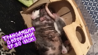 ВЕЧЕРНИЙ ВЫГУЛ КРЫС!