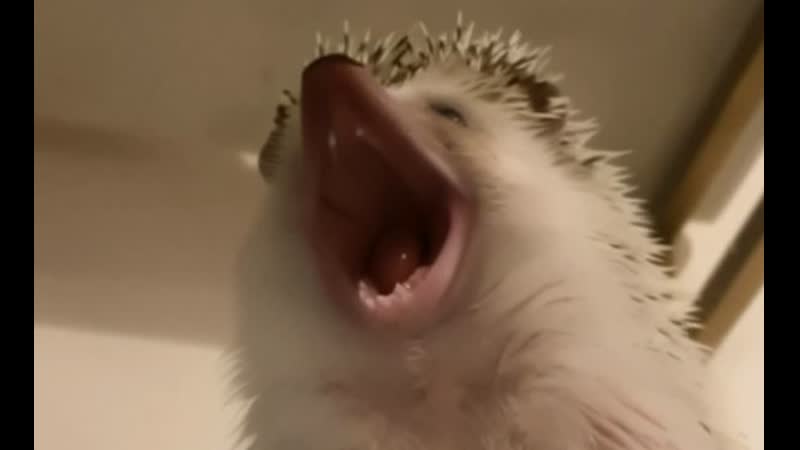 Неопознанный зевающий