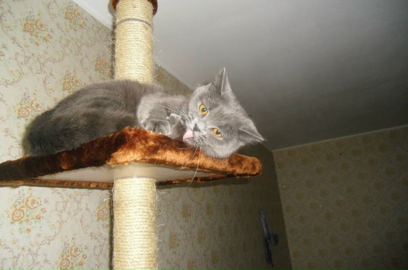 Света Касаткина | Лесной