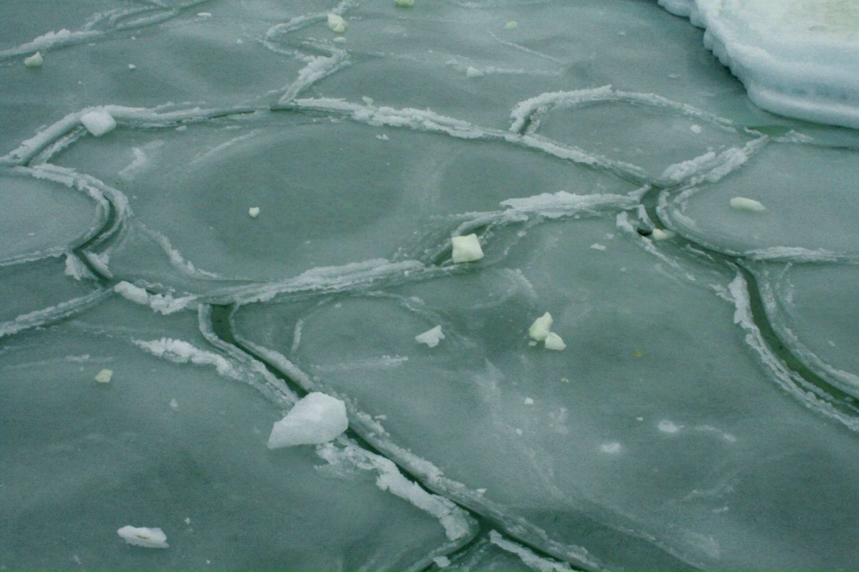 Надежда Иллюк ღ IceFlower ღ | Одесса