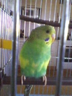 №33, Диана Йовченко, Одесса №33, Диана Йовченко, Одесса