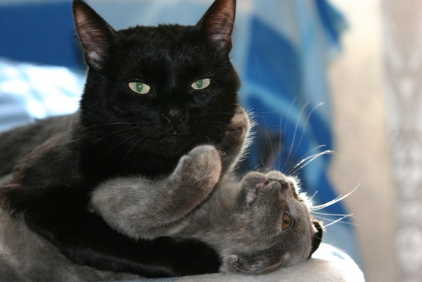 №12, Кирилл Фролов, Москва №12, Кирилл Фролов, Москва