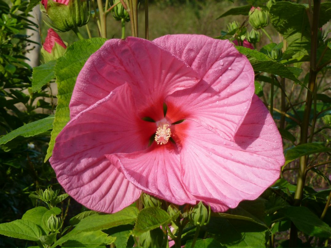 Наталья Мауритц | Санкт-Петербург
