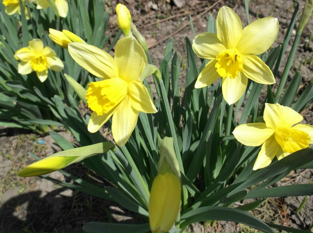 Светлана Чернобаб | Вознесенская