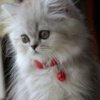 Аватар: Сабина Собирлова